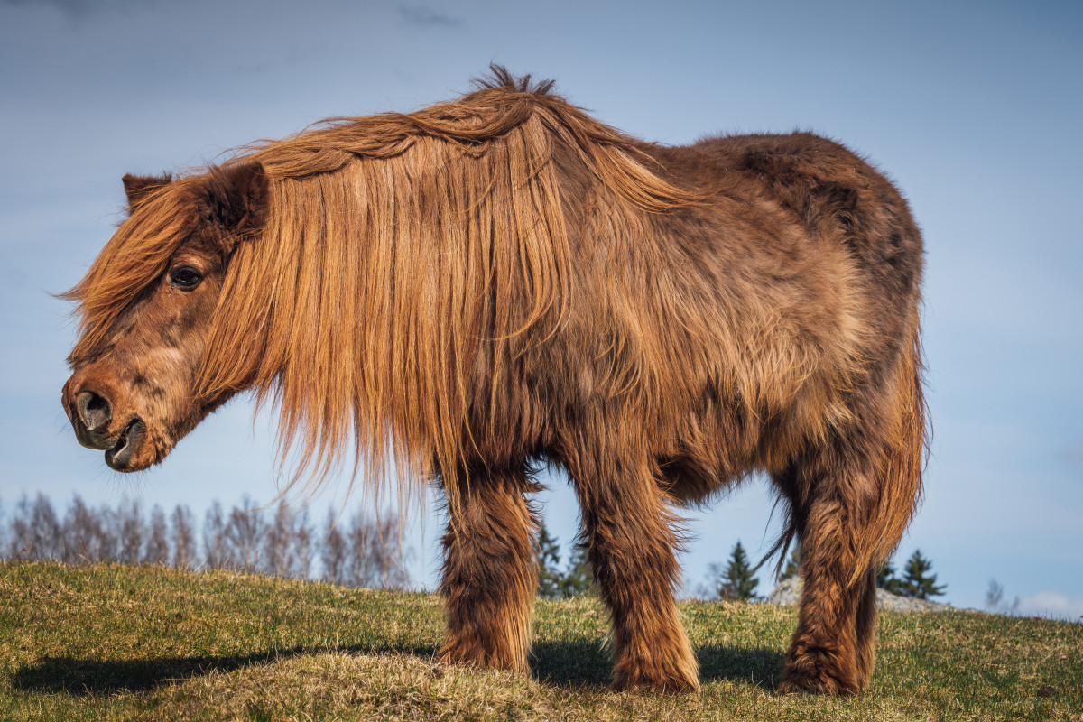 Nieuws – Equinoord Paardenpraktijk